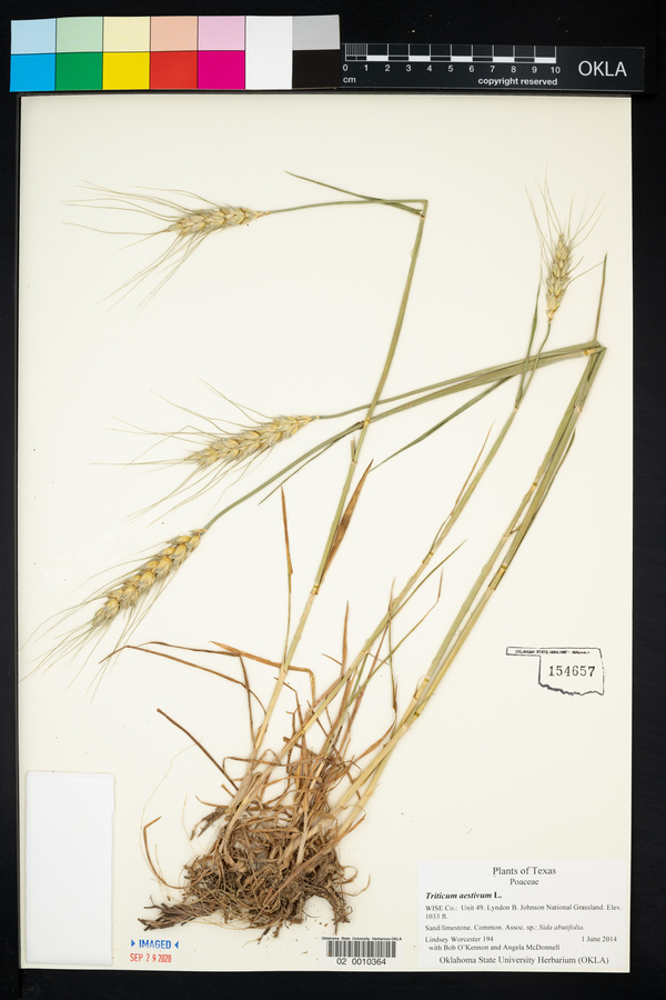 Triticum aestivum image