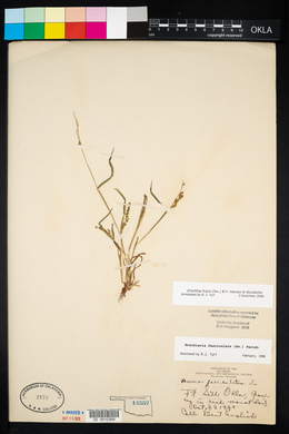 Urochloa fusca image