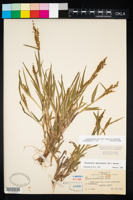 Urochloa fusca image