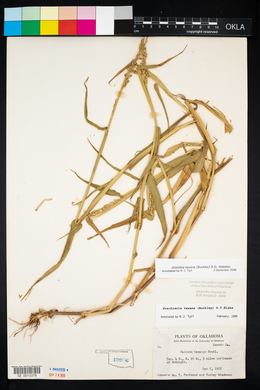 Urochloa texana image