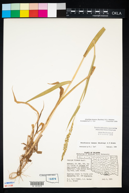 Urochloa texana image