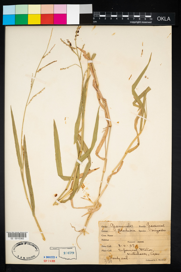 Urochloa brizantha image