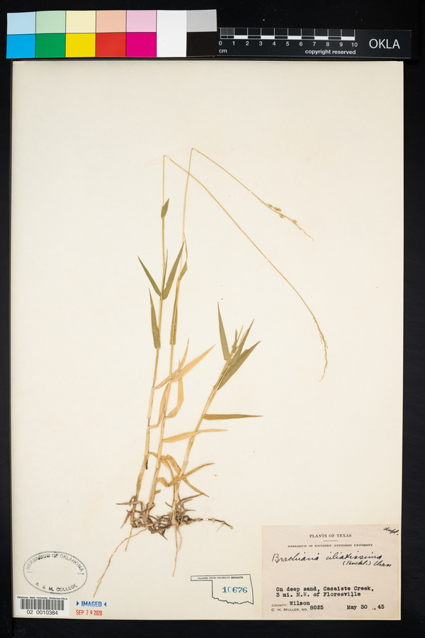 Urochloa ciliatissima image