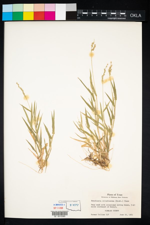 Urochloa ciliatissima image