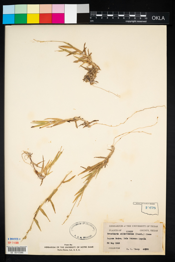 Urochloa ciliatissima image