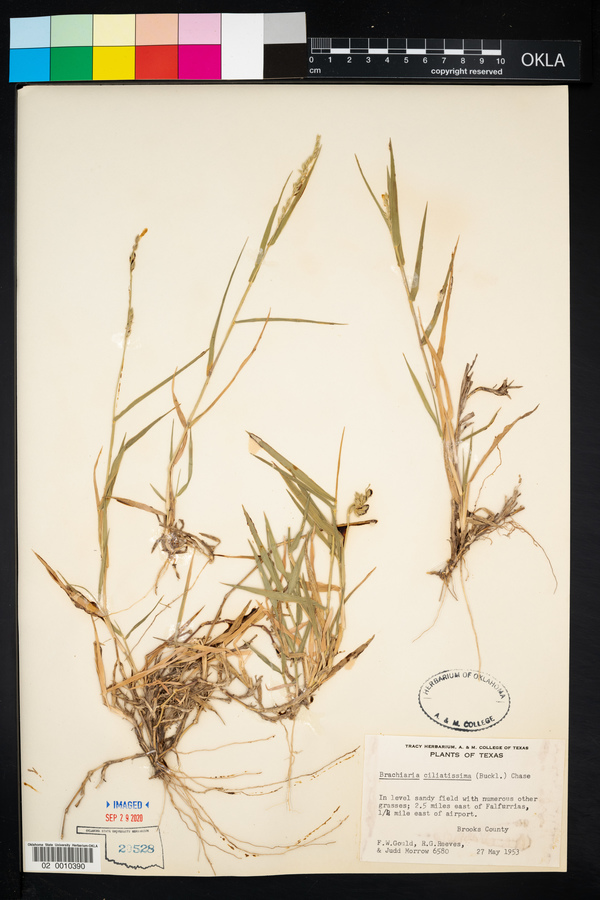 Urochloa ciliatissima image