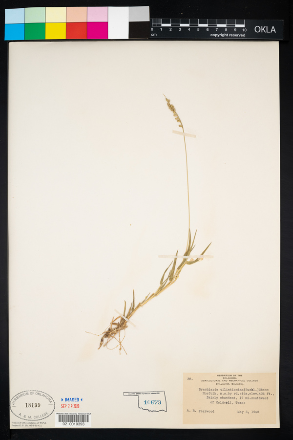 Urochloa ciliatissima image