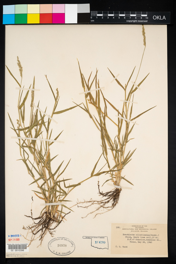 Urochloa ciliatissima image