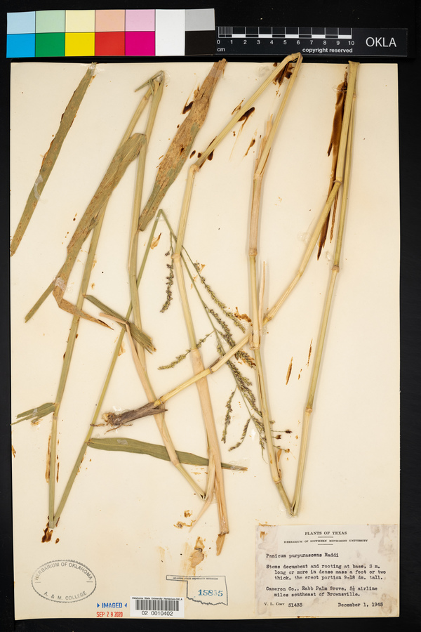 Urochloa mutica image