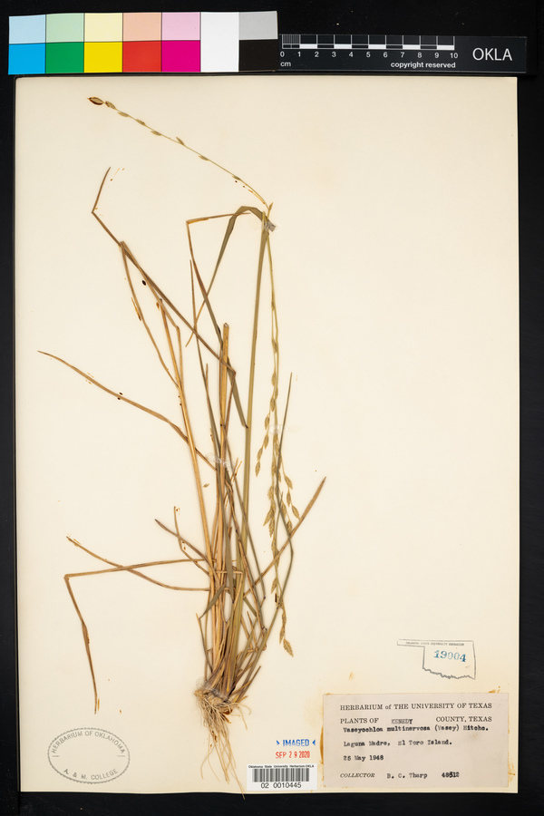 Vaseyochloa multinervosa image