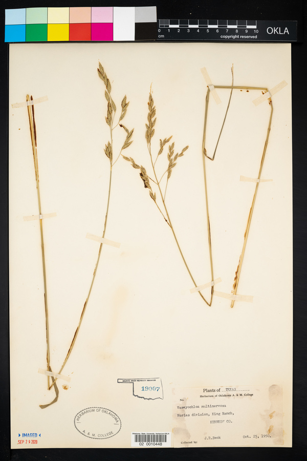Vaseyochloa multinervosa image