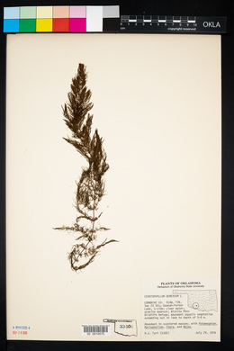 Ceratophyllum demersum image