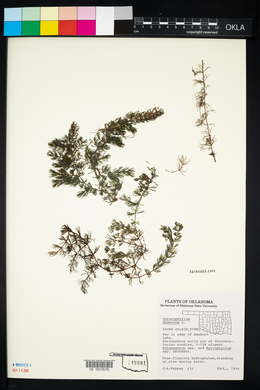 Ceratophyllum demersum image