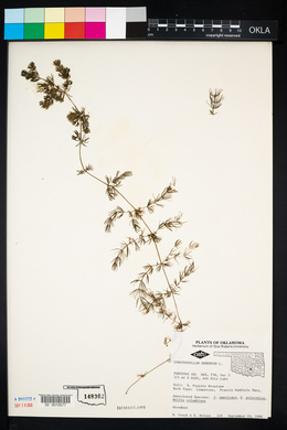 Ceratophyllum demersum image