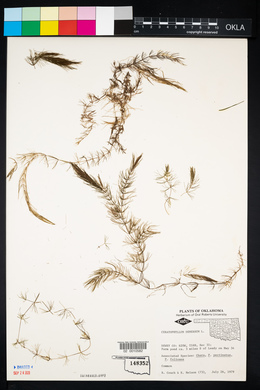 Ceratophyllum demersum image