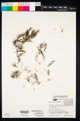 Ceratophyllum demersum image