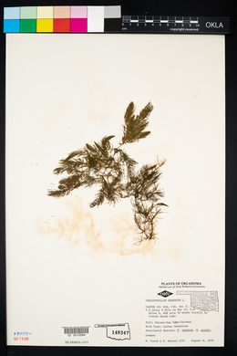 Ceratophyllum demersum image