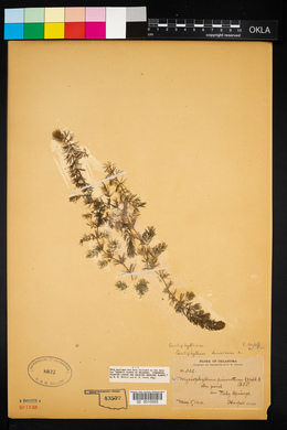 Ceratophyllum demersum image