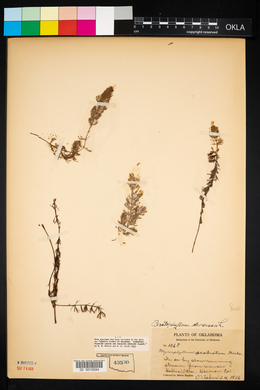 Ceratophyllum demersum image