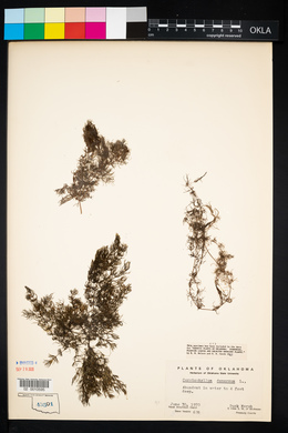 Ceratophyllum demersum image