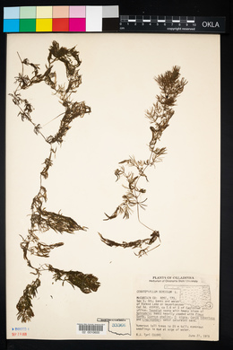 Ceratophyllum demersum image