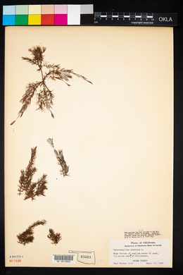 Ceratophyllum demersum image