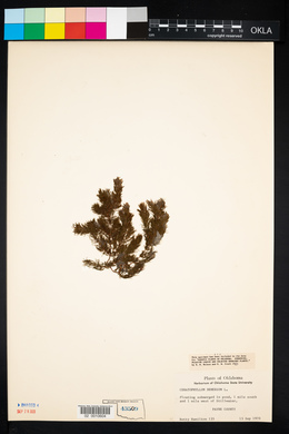 Ceratophyllum demersum image