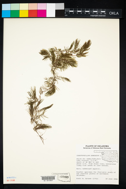 Ceratophyllum demersum image