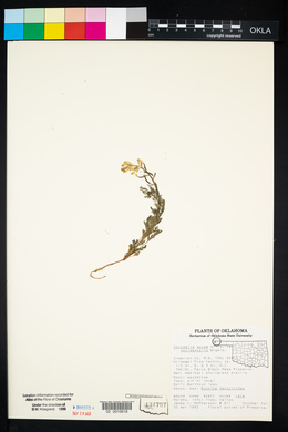 Corydalis aurea image