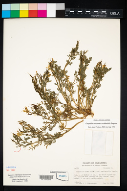 Corydalis aurea image