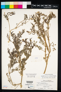 Corydalis aurea image