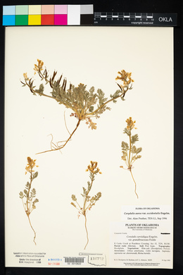 Corydalis aurea image