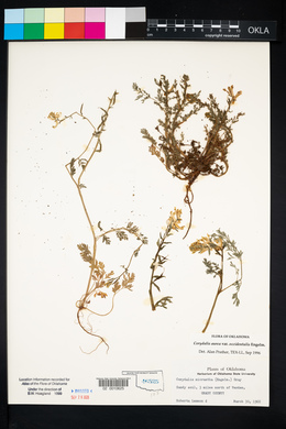 Corydalis aurea image