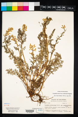 Corydalis aurea image