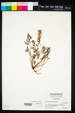 Corydalis aurea image