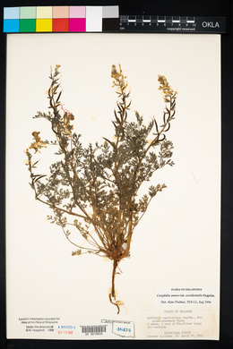 Corydalis aurea image