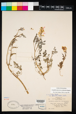 Corydalis aurea image