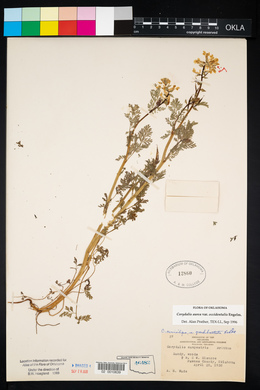 Corydalis aurea image