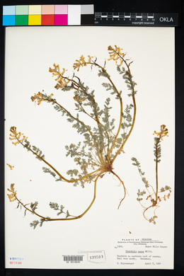 Corydalis aurea image