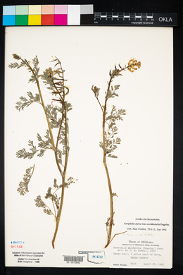 Corydalis aurea image