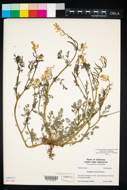 Corydalis aurea image