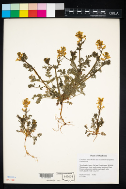 Corydalis aurea image