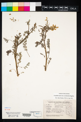 Corydalis aurea image