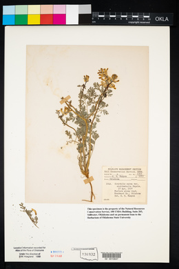 Corydalis aurea image