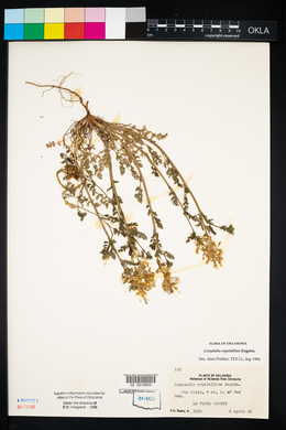 Corydalis crystallina image