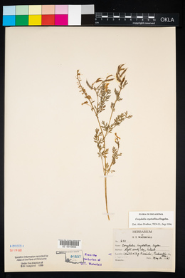 Corydalis crystallina image