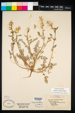 Corydalis crystallina image