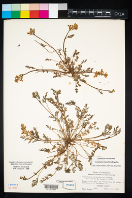 Corydalis crystallina image