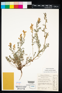 Corydalis crystallina image