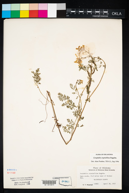 Corydalis crystallina image